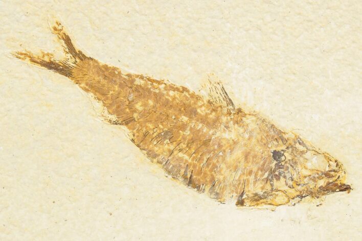 Detailed Fossil Fish (Knightia) - Wyoming #186487